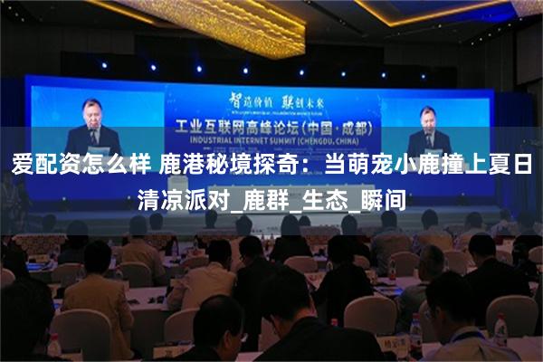 爱配资怎么样 鹿港秘境探奇：当萌宠小鹿撞上夏日清凉派对_鹿群_生态_瞬间